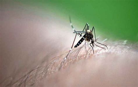 Sivrisineklerin zararları